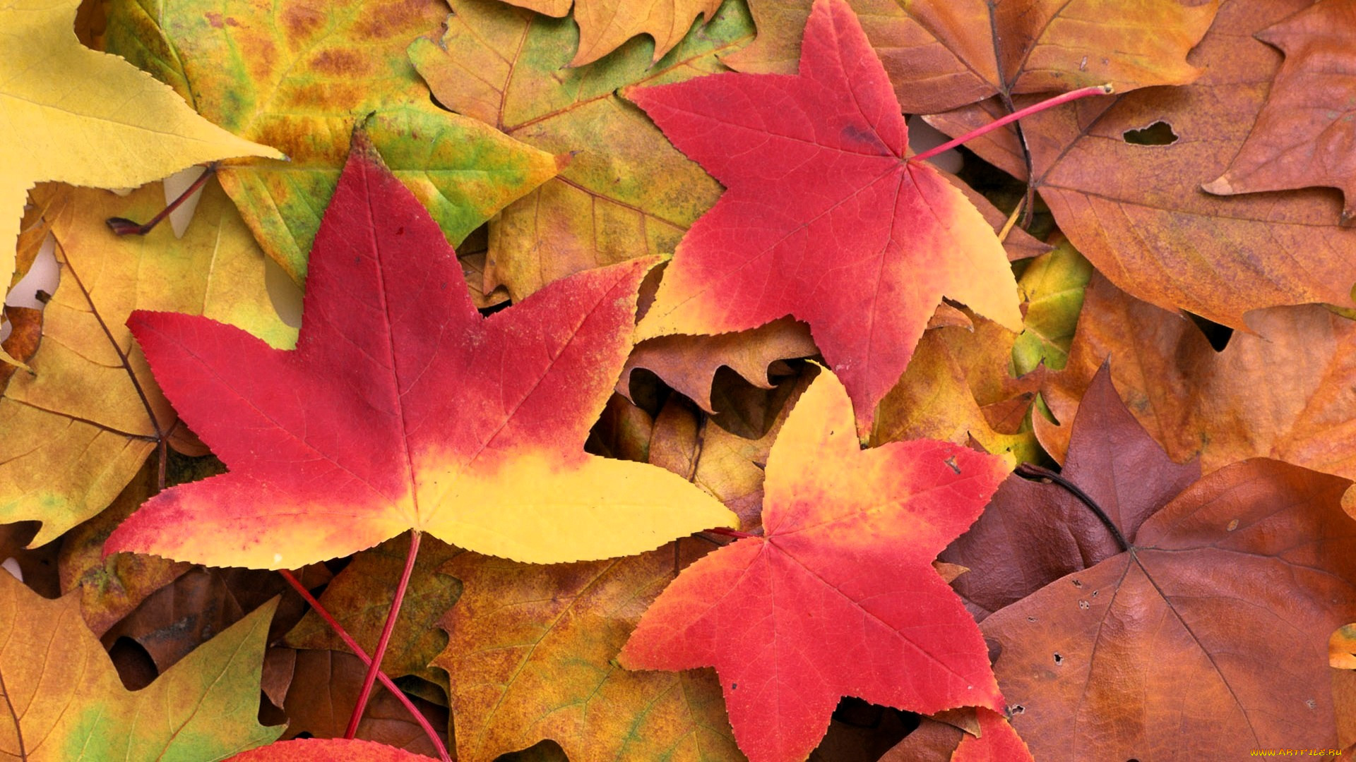 �������, ������, �����